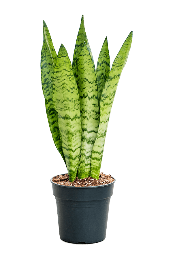 Sansevieria Black Coral M
