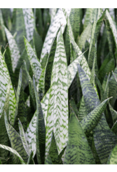 Sansevieria Black Coral