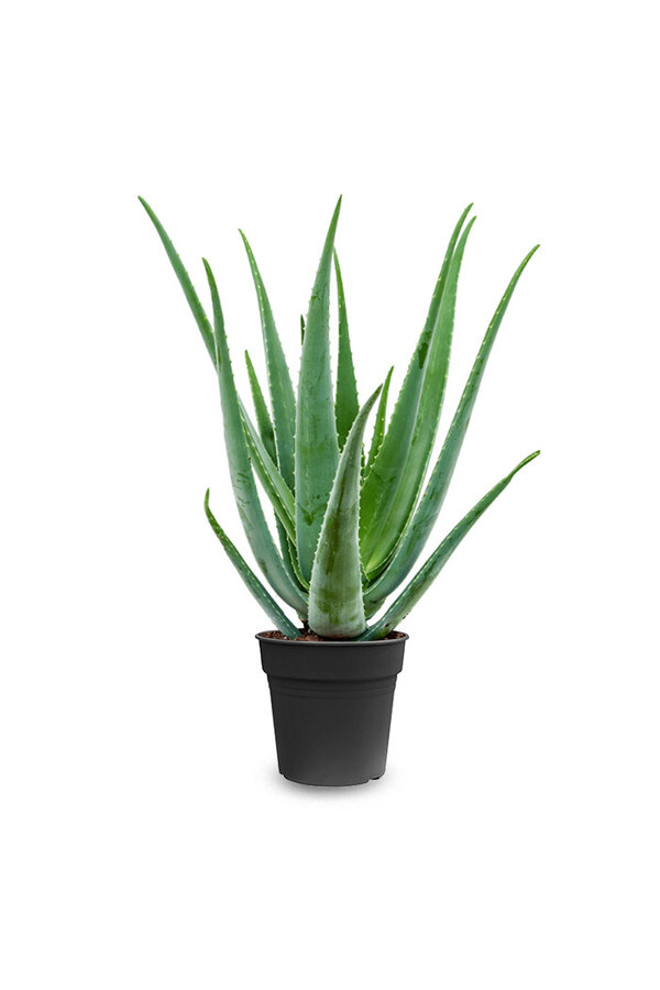 Aloe Vera  XL