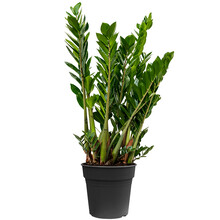 Zamioculcas