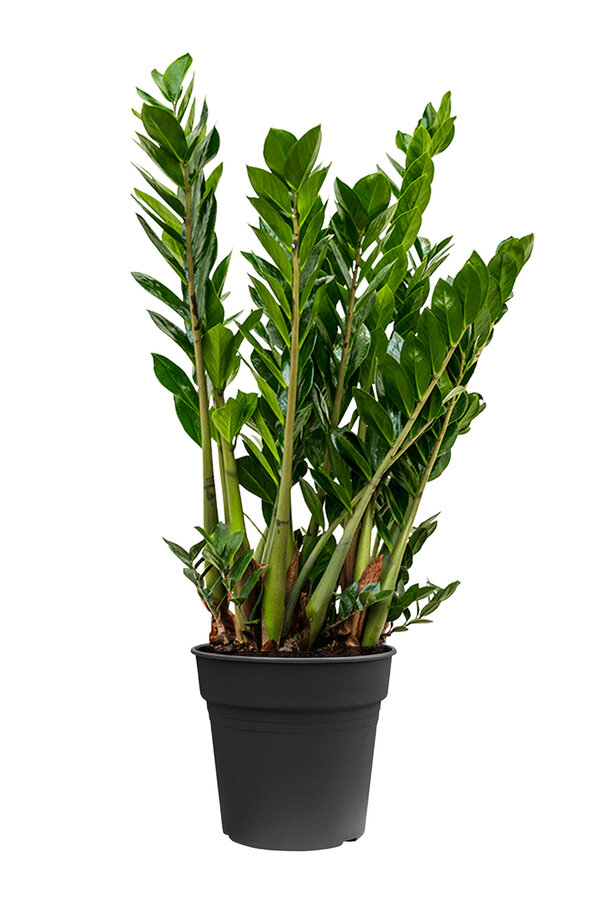 Zamioculcas Plante des dunes