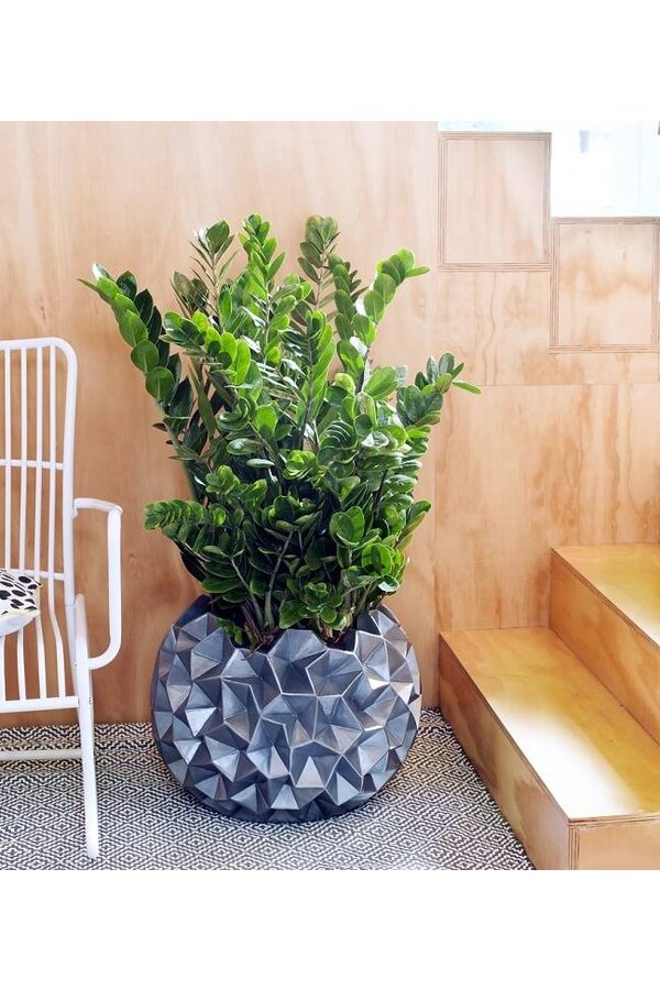 Zamioculcas Plante des dunes