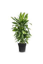 Dracaena Cintho ramifié M