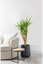 Palmlelie Yucca vertakt XL