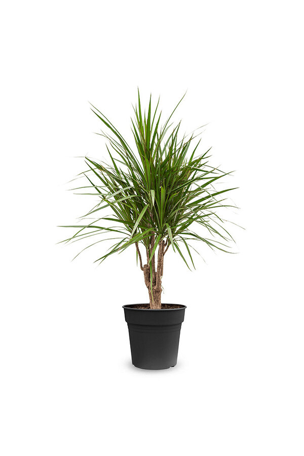 Dracaena Marginata M