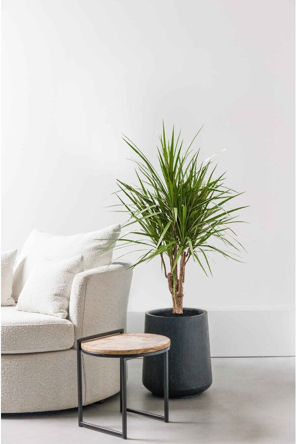 Dracaena Marginata M
