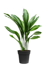 Aspidistra Eliator L