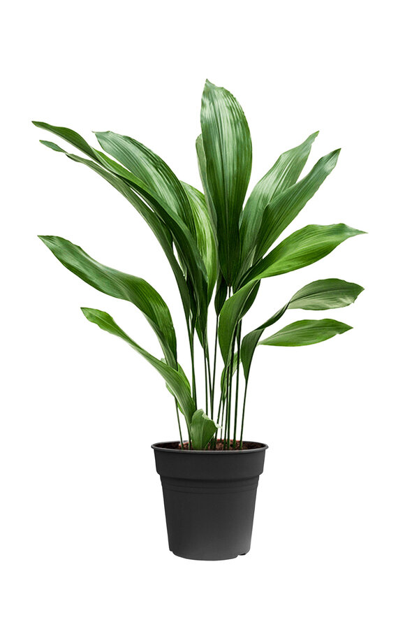 Aspidistra Eliator L