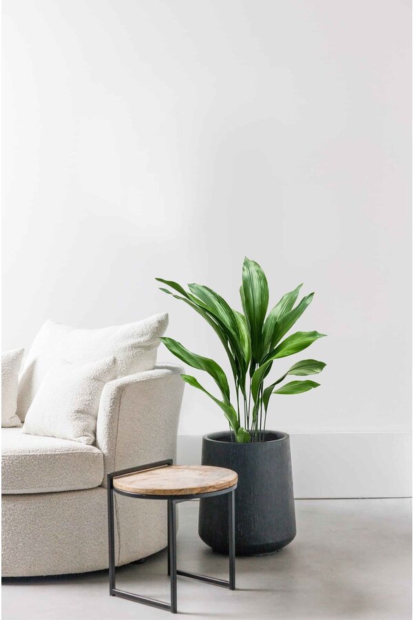 Aspidistra Eliator L