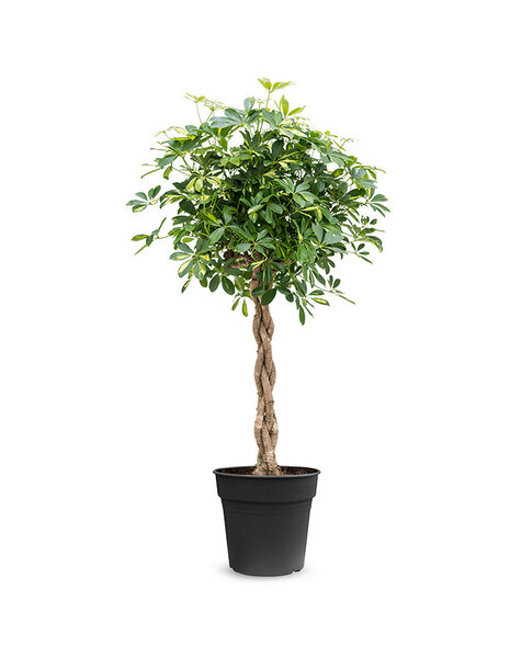 Schefflera