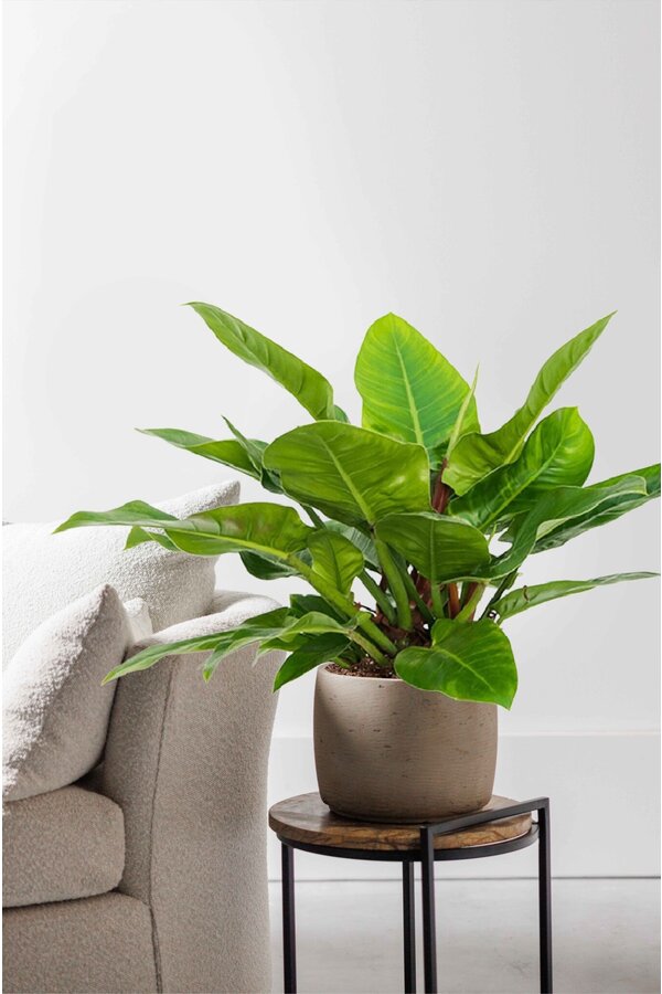 Philodendron Imperial Green S