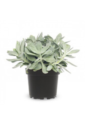 Senecio Mountain Fire Lumière