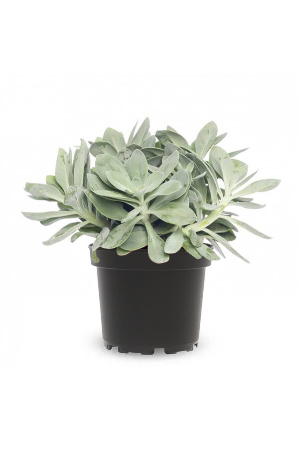 Senecio Mountain Fire Lumière