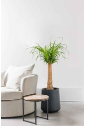 Beaucarnea Arbre bouteille S