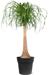 Arbre bouteille Beaucarnea L