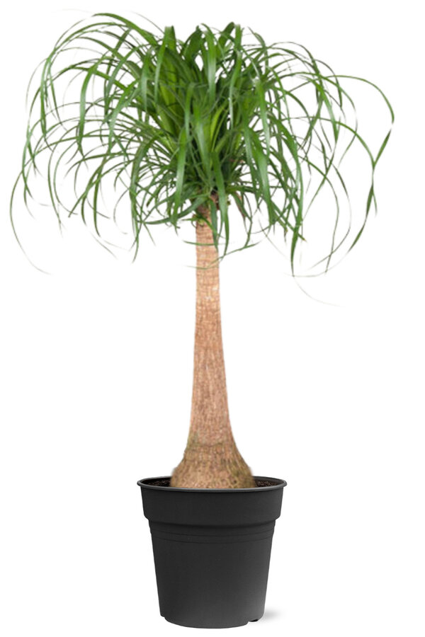 Arbre bouteille Beaucarnea L