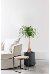 Arbre bouteille Beaucarnea L