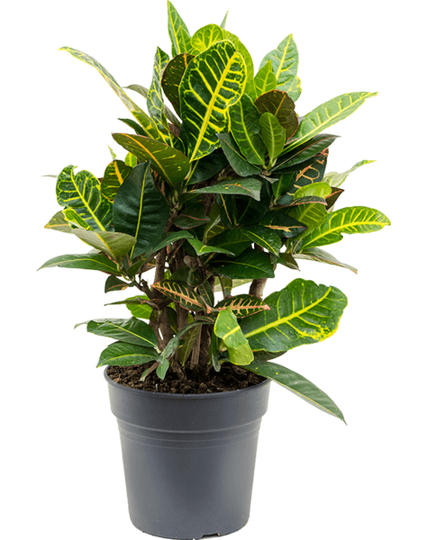 Codiaeum