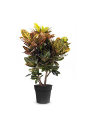 Croton Arbuste Merveilleux Petra XL