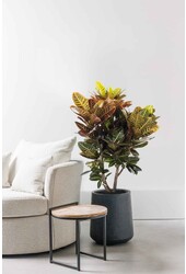 Croton Arbuste Merveilleux Petra XL