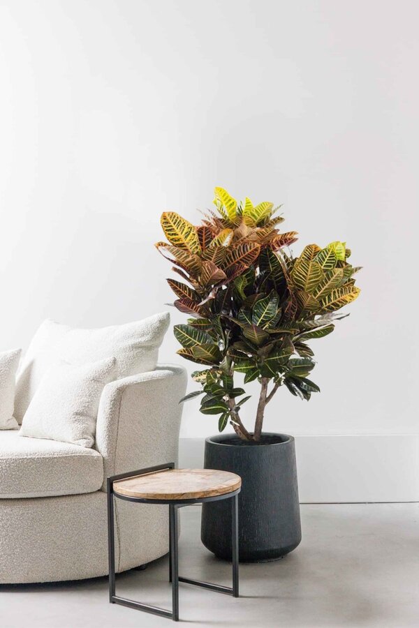 Croton Arbuste Merveilleux Petra XL