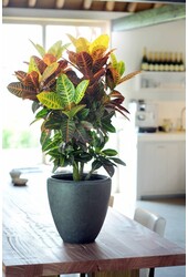 Croton Arbuste Merveilleux Petra XL