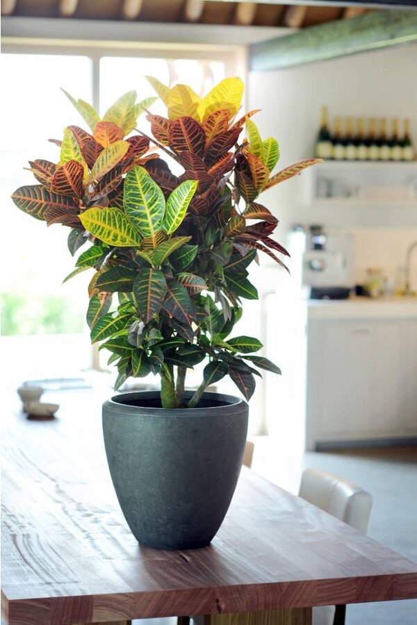 Croton Arbuste Merveilleux Petra XL