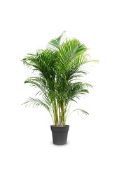 Palmier Areca XXL