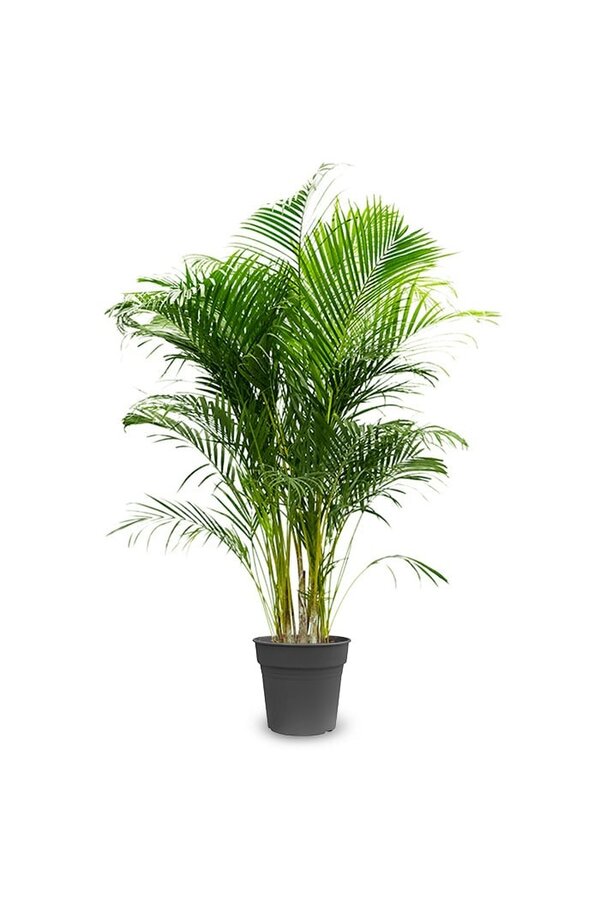 Palmier Areca XXL