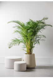 Palmier Areca XXL