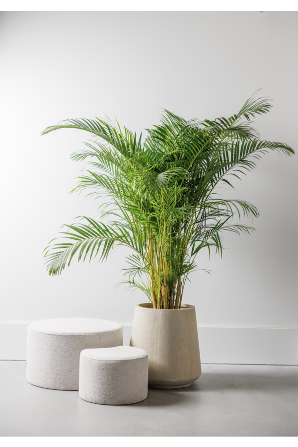 Palmier Areca XXL