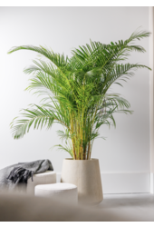 Palmier Areca XXL