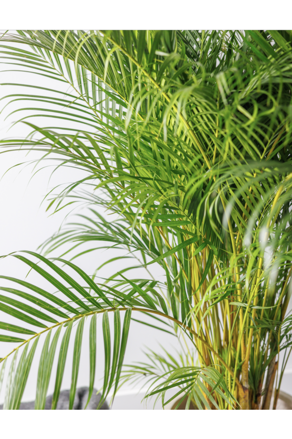 Palmier Areca XXL