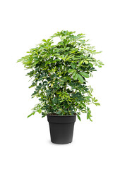 Schefflera Bush Bont L