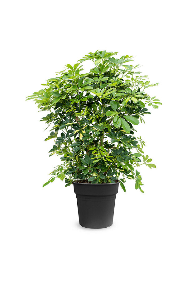 Schefflera Bush Bont L