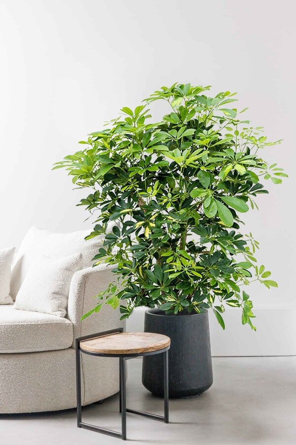 Schefflera Bush Bont L
