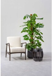 Monstera Plante à trous tuteur en mousse L