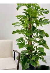 Monstera Plante à trous tuteur en mousse L