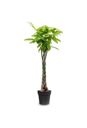 Pachira Aquatica Gevlochten M