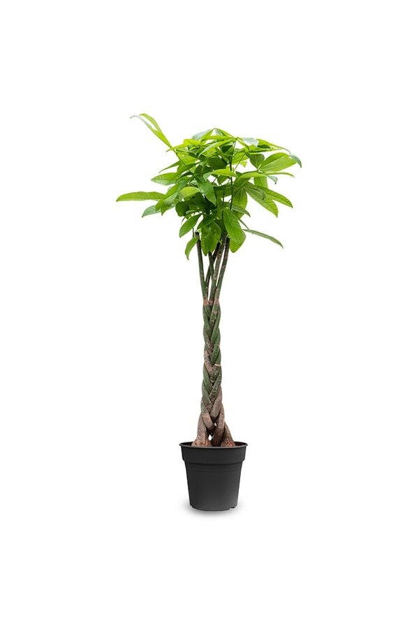 Pachira Aquatica Gevlochten M