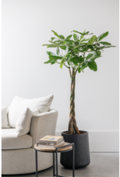 Pachira Aquatica Tressé M