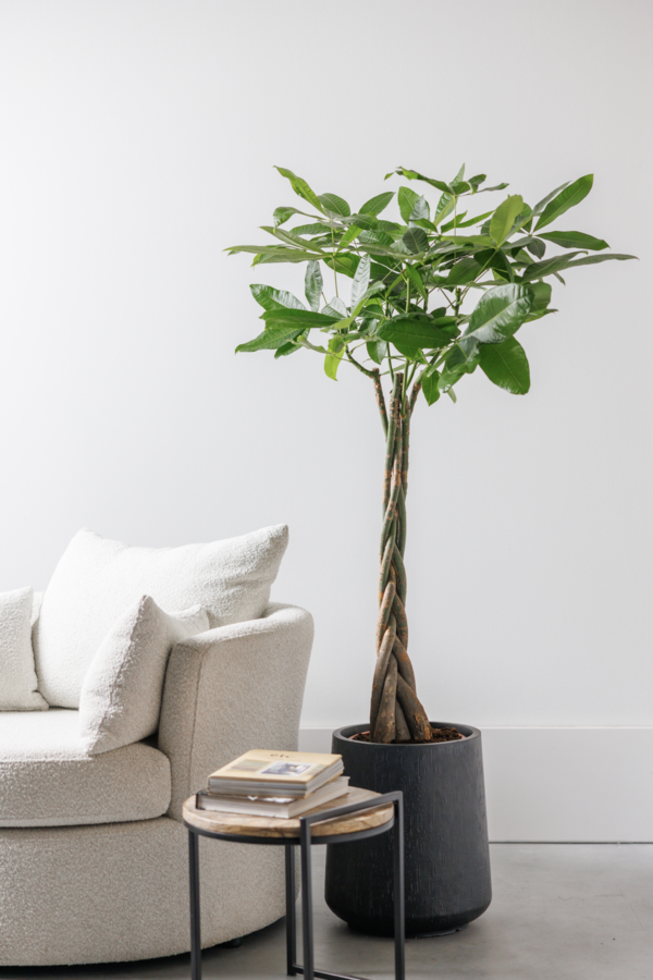 Pachira Aquatica Tressé M