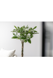 Pachira Aquatica Tressé M