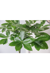 Pachira Aquatica Gevlochten M