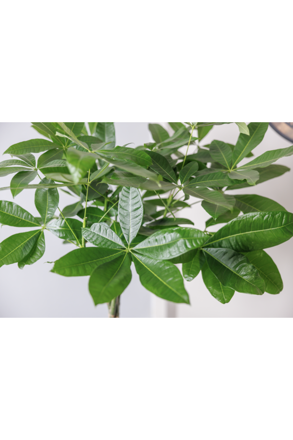 Pachira Aquatica Tressé M