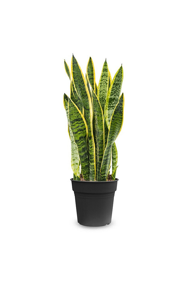 Sansevieria Laurentii L