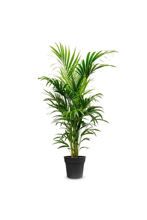 Palmier Kentia L
