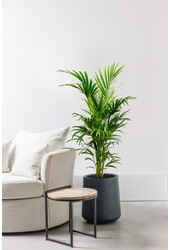 Palmier Kentia L