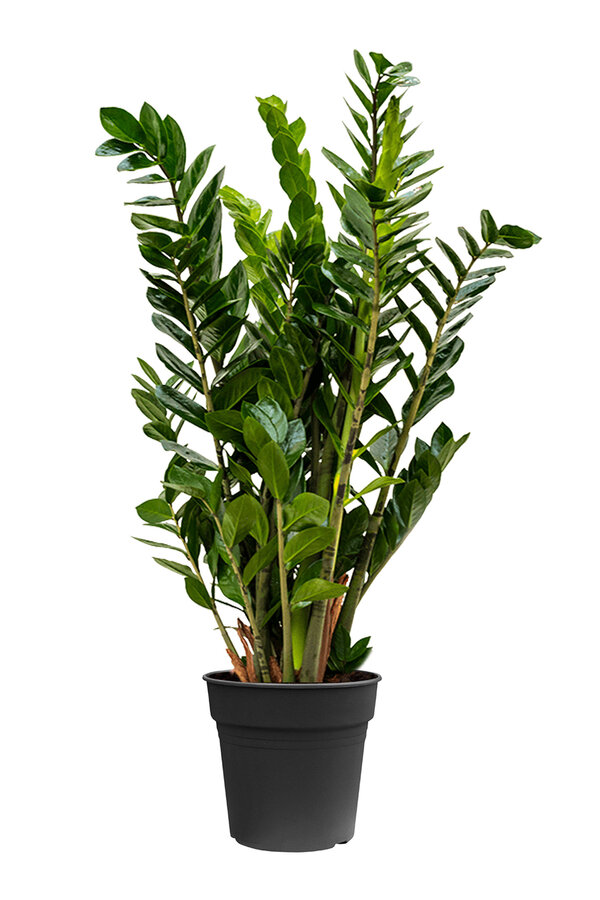 Zamioculcas Plante des dunes M