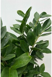 Zamioculcas Plante des dunes M